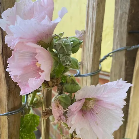 Lejlighed Roseneck Am Neulandhof Spoering Walsrode