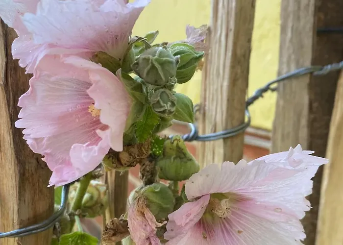 Appartement Roseneck Am Neulandhof Spoering Walsrode