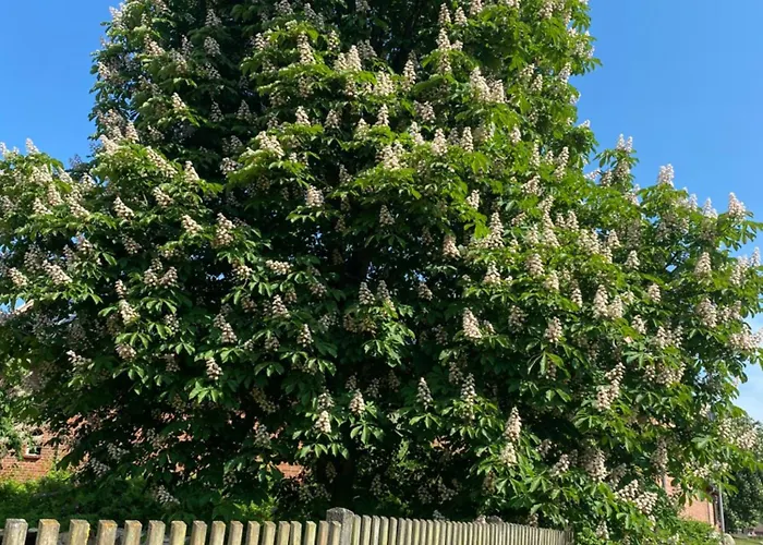 Roseneck Am Neulandhof Spoering Walsrode